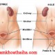 Những bài thuốc dân gian chữa viêm bàng quang hiệu quả